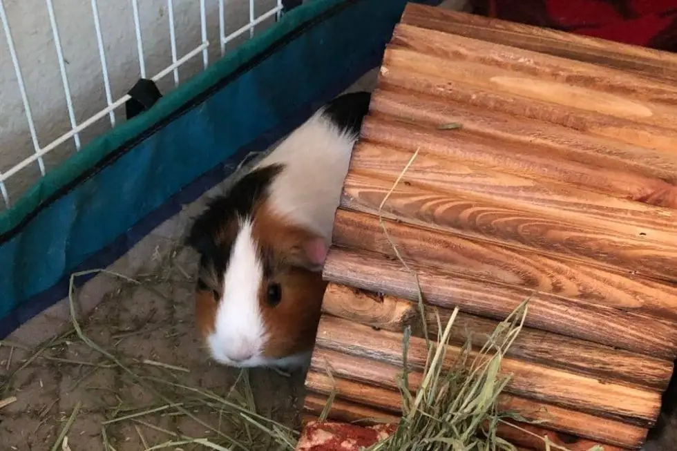 Why Is My Guinea Pig Just Hiding? - Smartly Pet