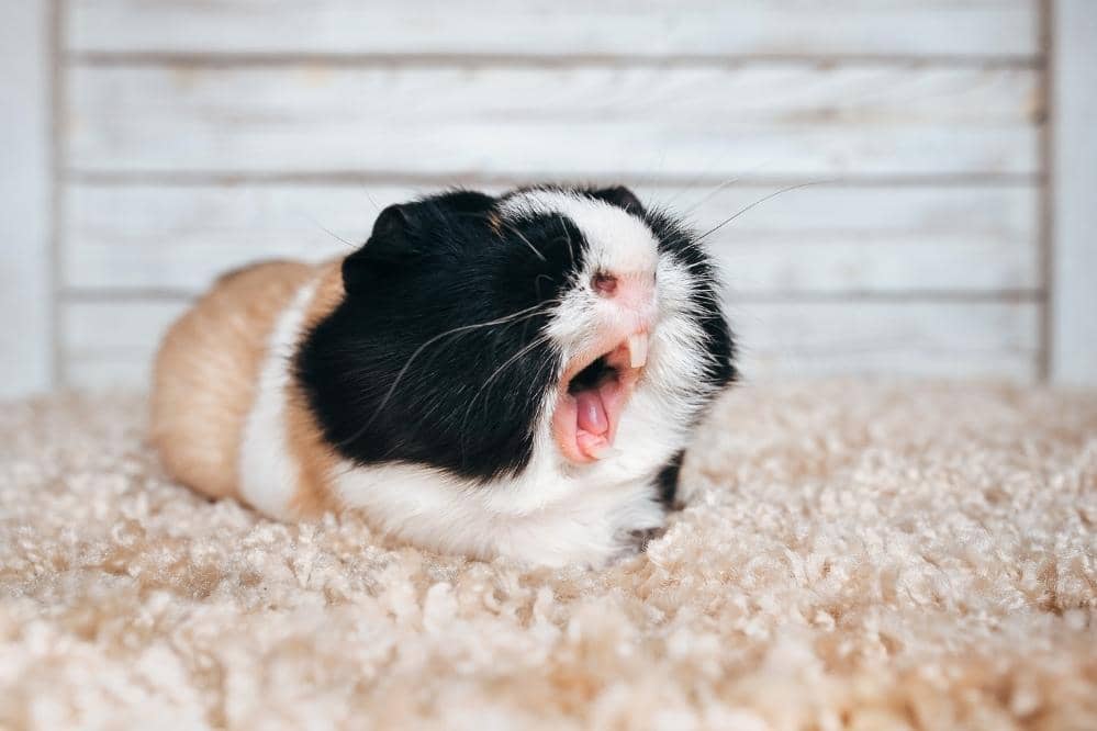 What Are the Things Guinea Pigs Hate?