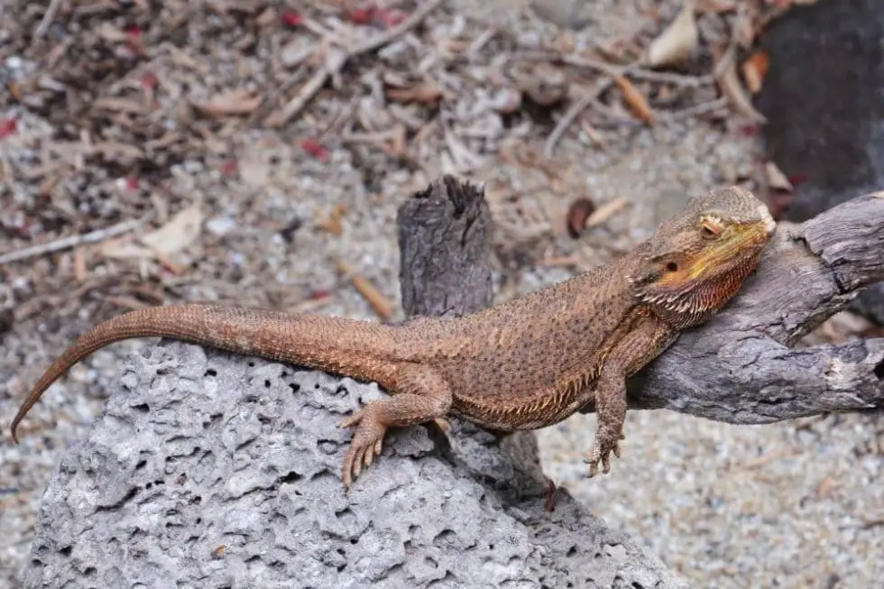 why-does-my-bearded-dragon-sleep-in-the-corner-smartly-pet