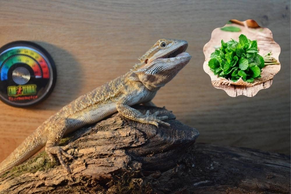 Can Bearded Dragons Eat Mint Leaves?