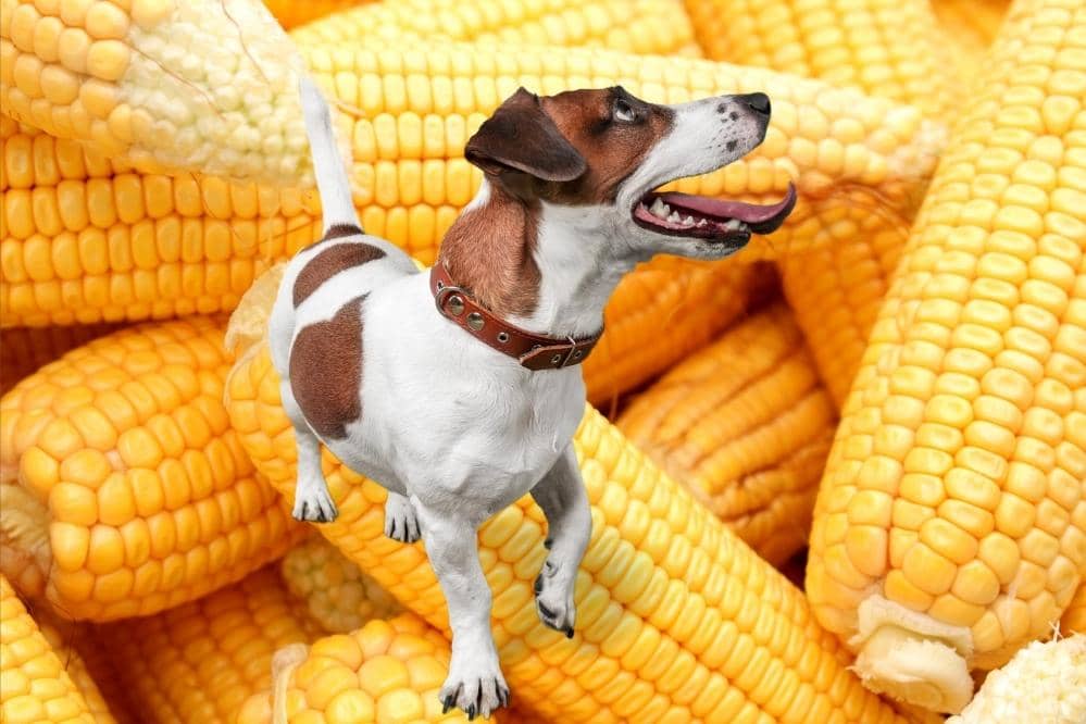 Can Dogs Eat Corn Starch