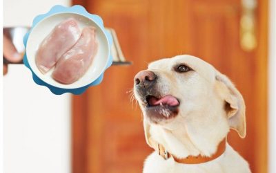 Is Chicken Breast Good For Dogs?