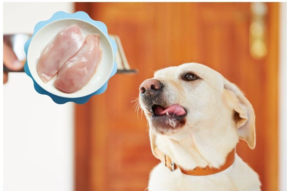 chicken breast for dogs