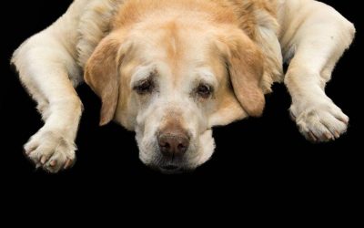 What Causes Dog Diarrhea At Night?