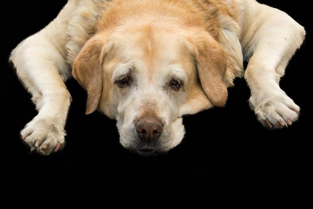 What Causes Dog Diarrhea At Night?
