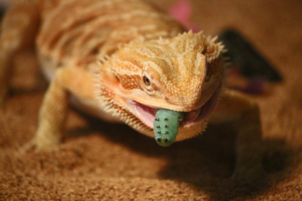 bearded dragon eat