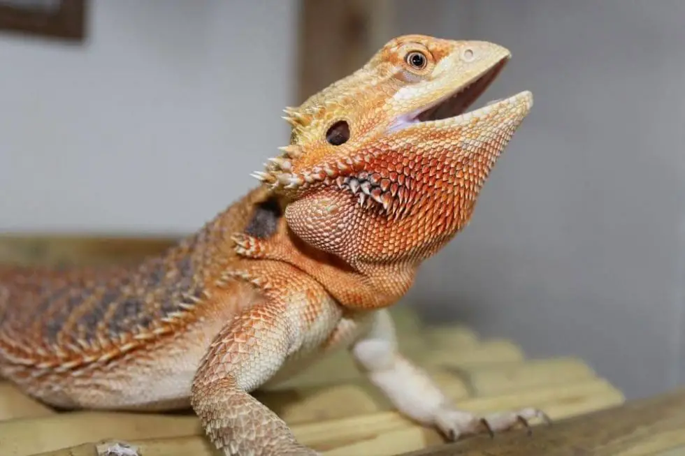 why-does-my-bearded-dragon-make-weird-noises-smartly-pet