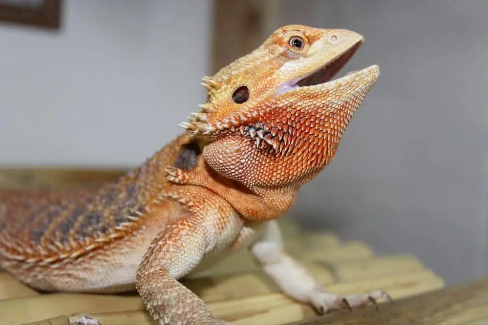 bearded dragon sound