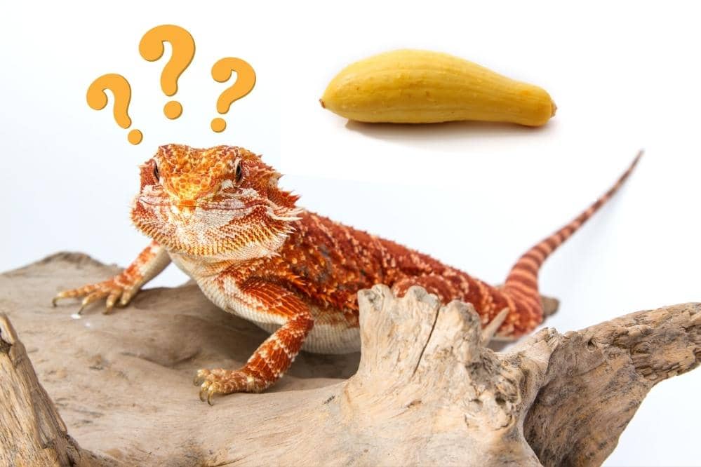 Can Bearded Dragon Eat Yellow Squash?