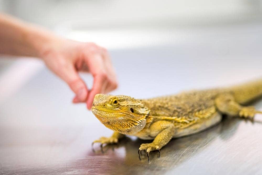 stroking bearded dragon