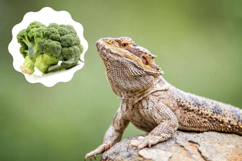 bearded dragon broccoli