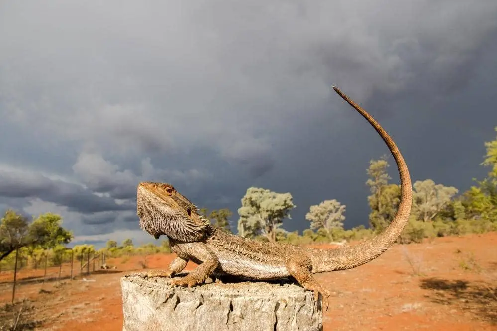 bearded dragon desert