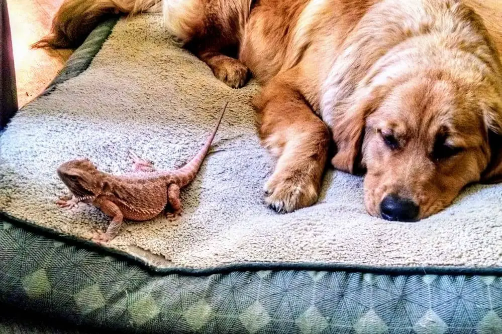 bearded dragon dog