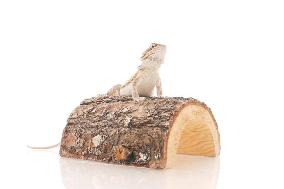 Can My Bearded Dragon Live Outside A Tank? Smartly Pet