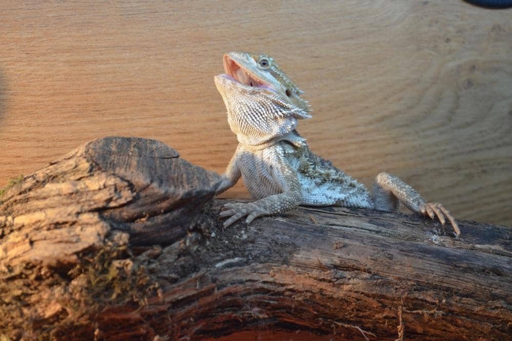 bearded dragon open mouth