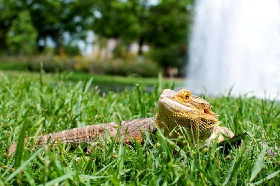 Can My Bearded Dragon Live Outside A Tank? Smartly Pet