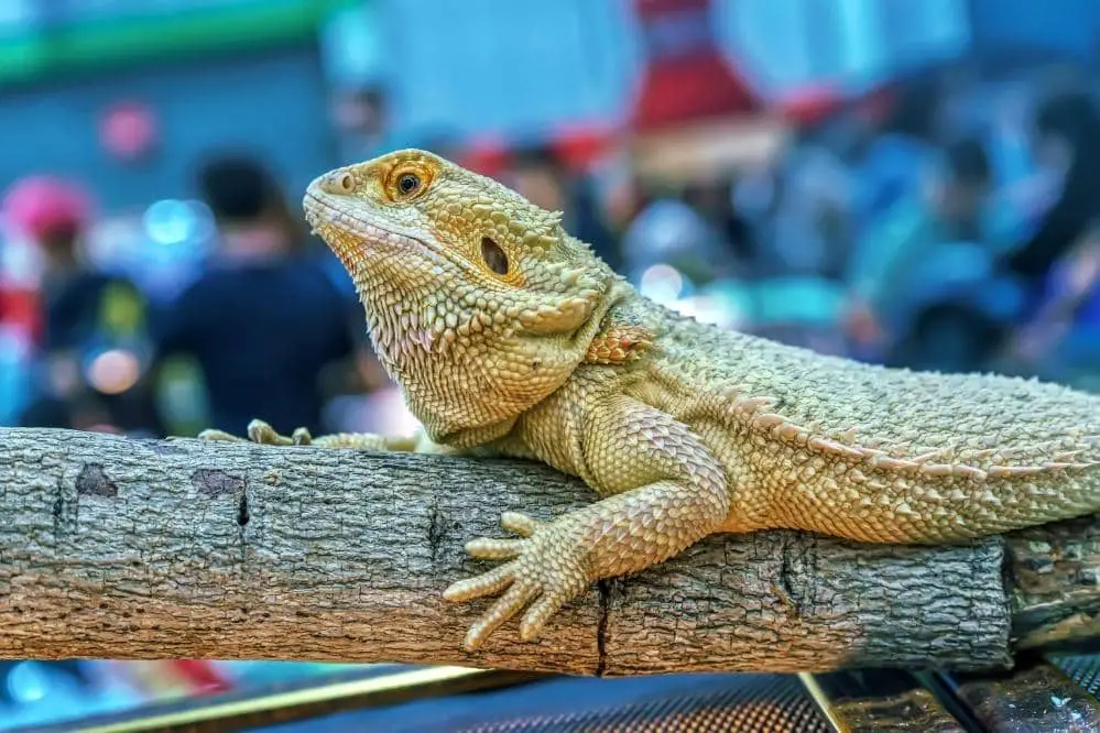 bearded dragon tank