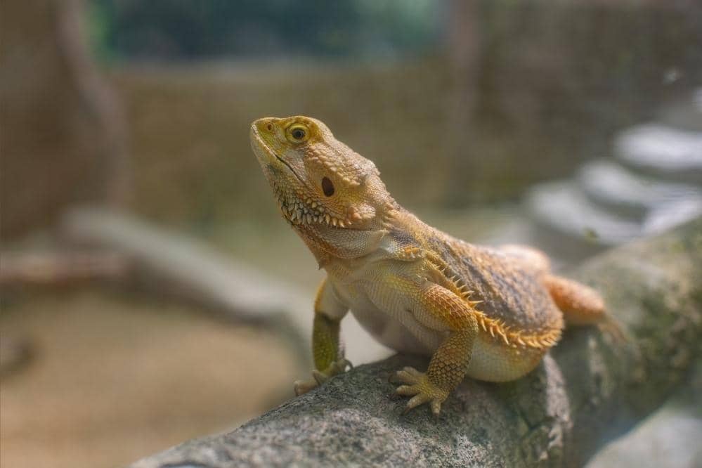 bearded dragon climb branch