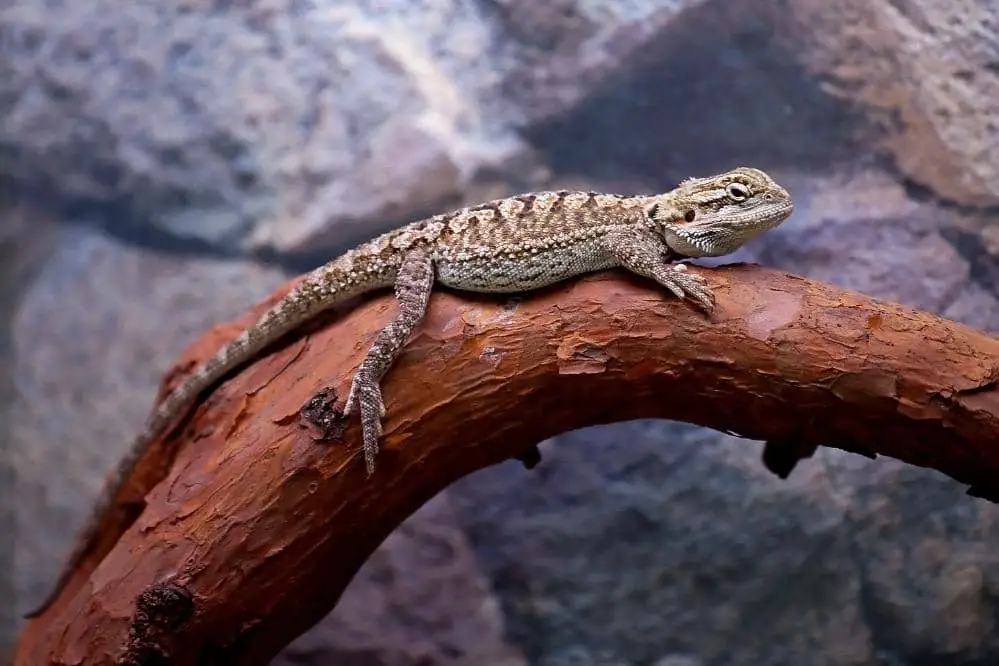 bearded dragon brumation