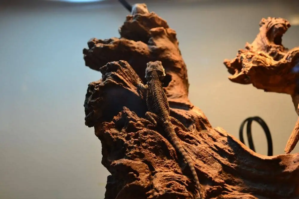 bearded dragon climb