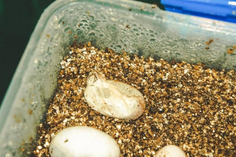 How Fast Does Bearded Dragons Grow? Smartly Pet