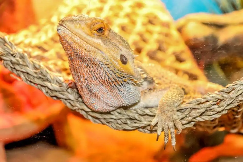 bearded dragon hammock