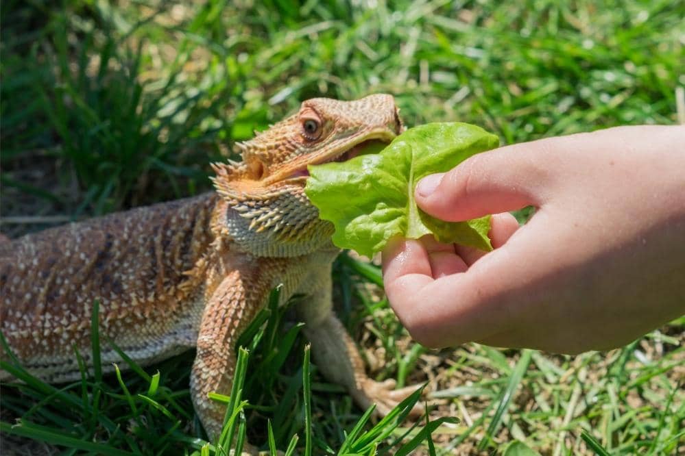 bearded dragon lettuce