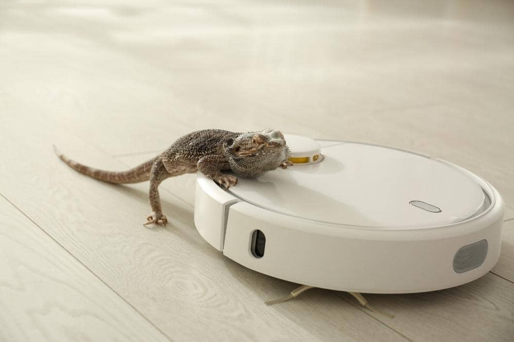 bearded dragon vacuum