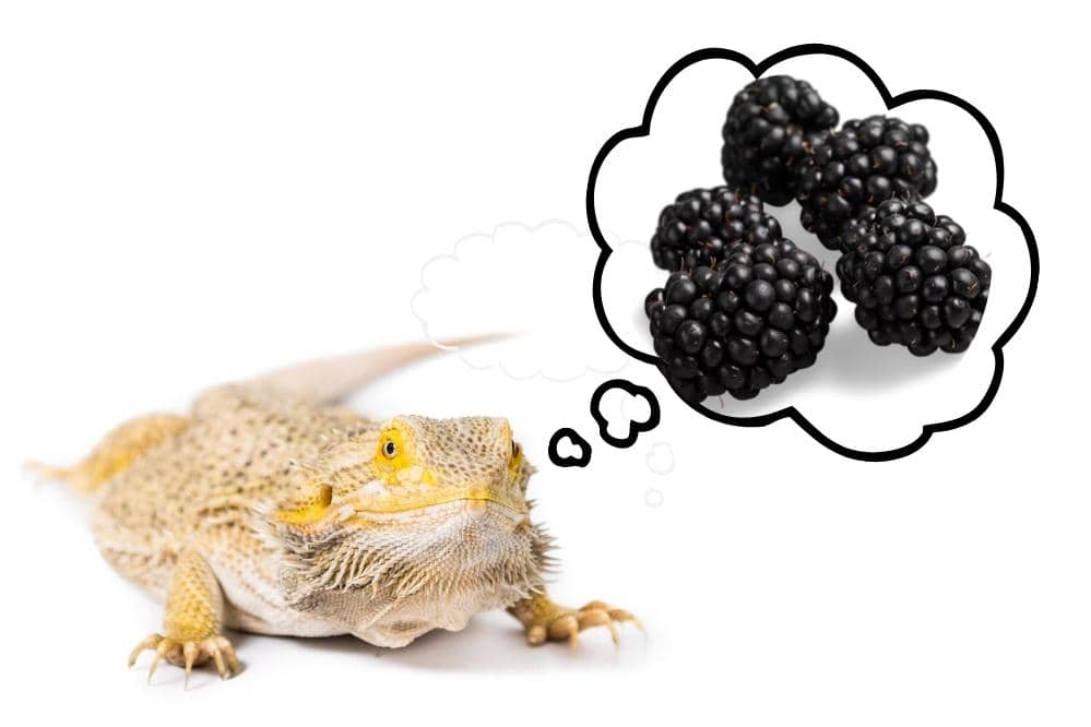 bearded dragons eat blackberries