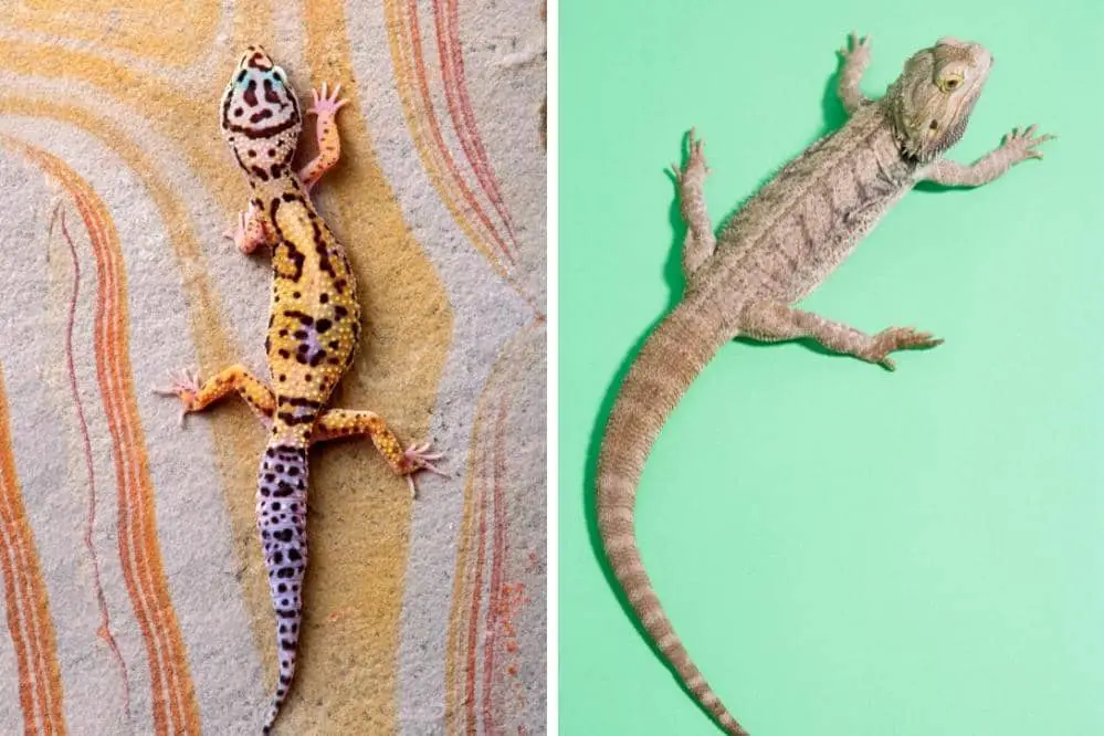 Do Leopard Geckos And Bearded Dragons Get Along?