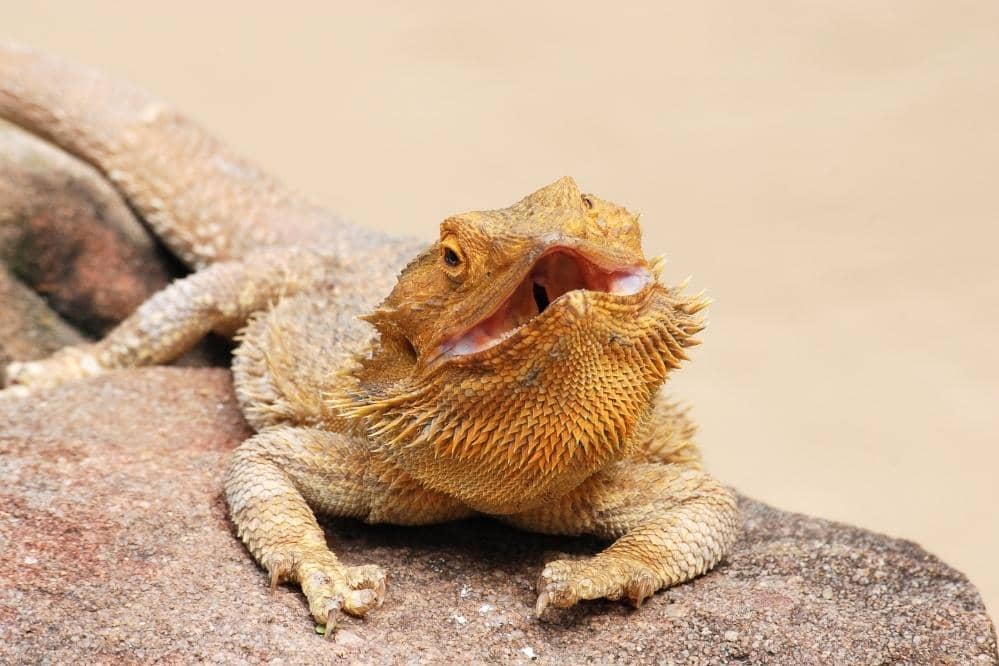 What Happens If A Bearded Dragon Bites You?