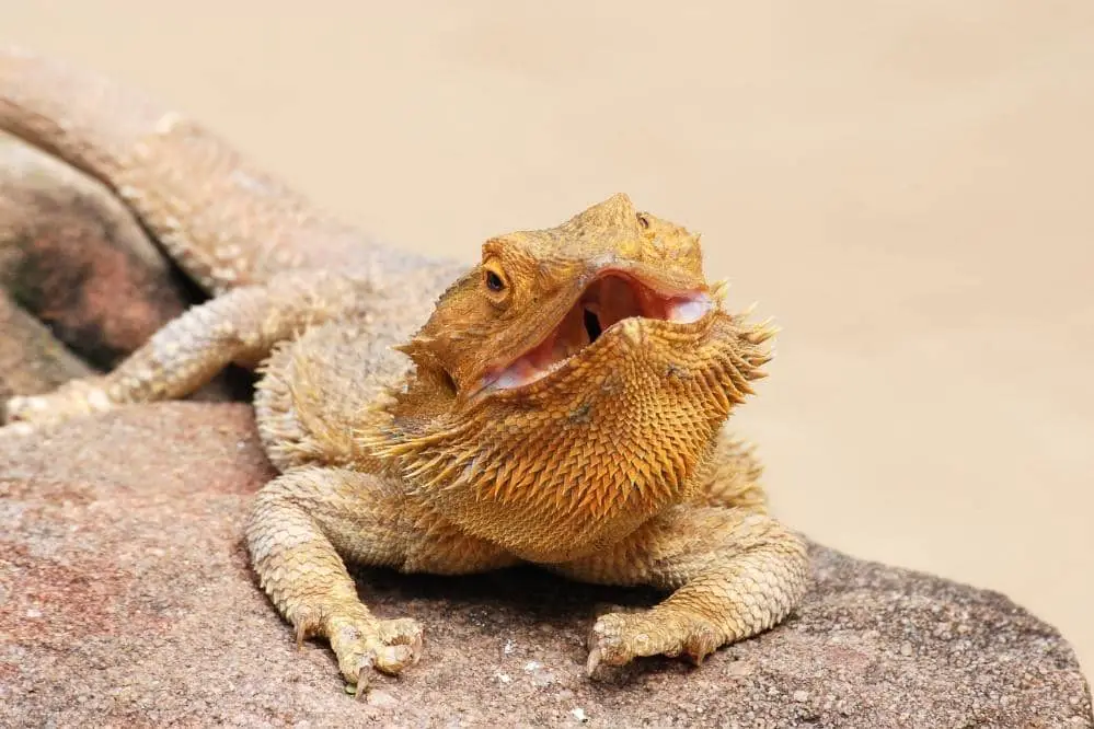 Bearded Dragon Bite