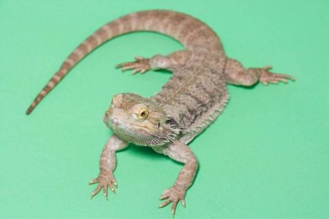Why Do Bearded Dragons Lose Their Tails? - Smartly Pet