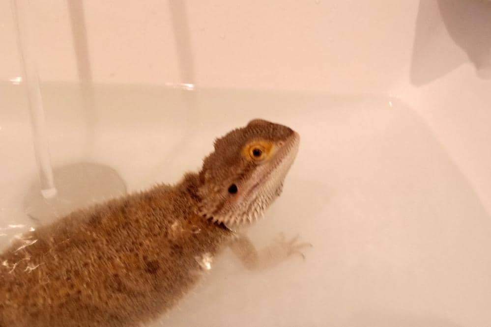 bearded dragon bath tap water