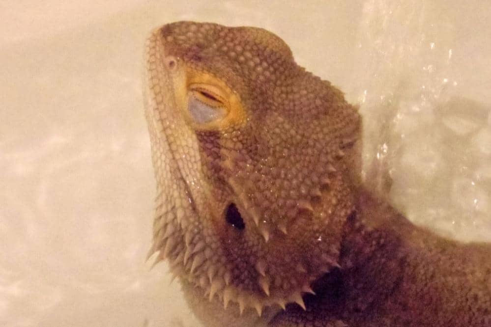 bearded dragon bath