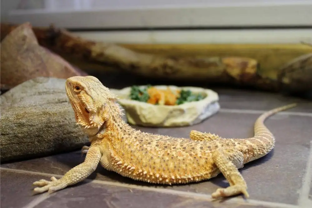 bearded dragon food