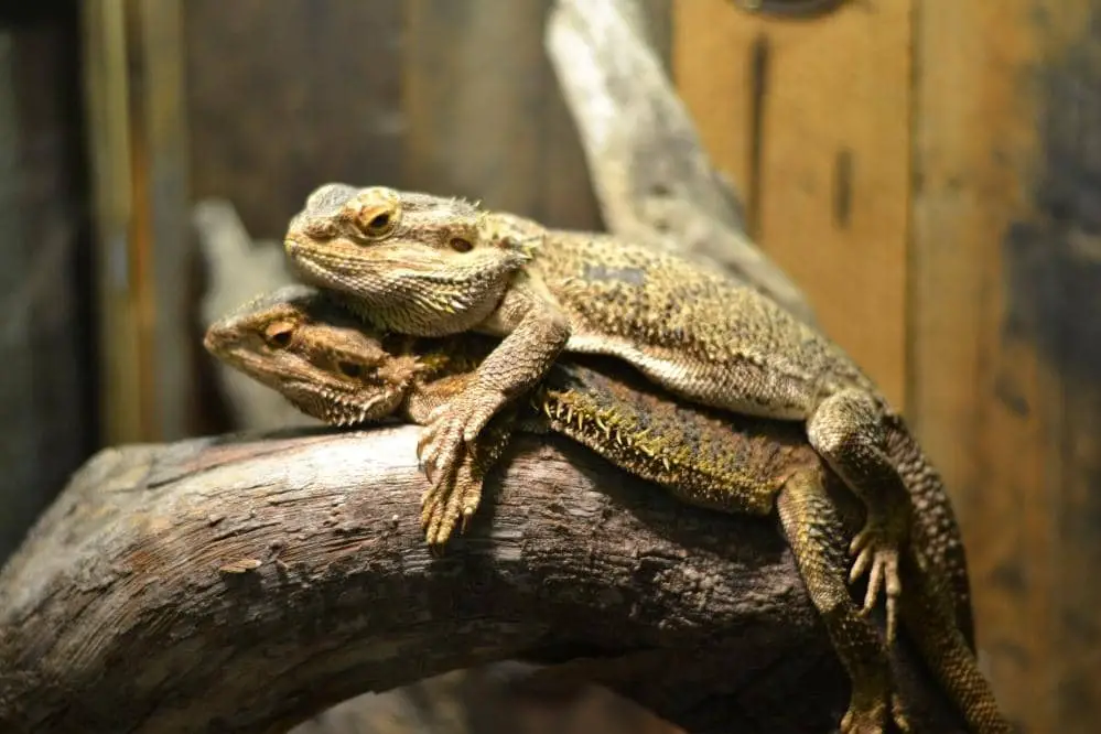 bearded dragon mating