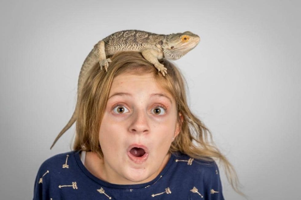 Do Bearded Dragons Know Their Owners? Smartly Pet