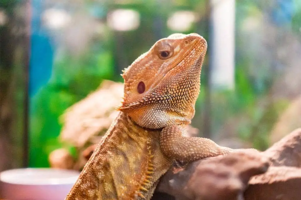 bearded dragon surround