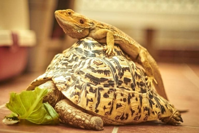 Do Bearded Dragons Get Along With Tortoises? Smartly Pet
