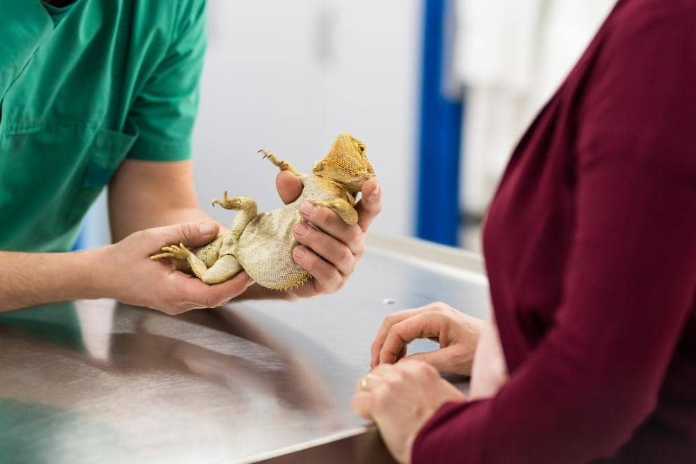 bearded dragon vet