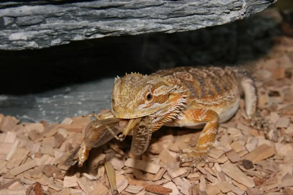 bearded dragons live food