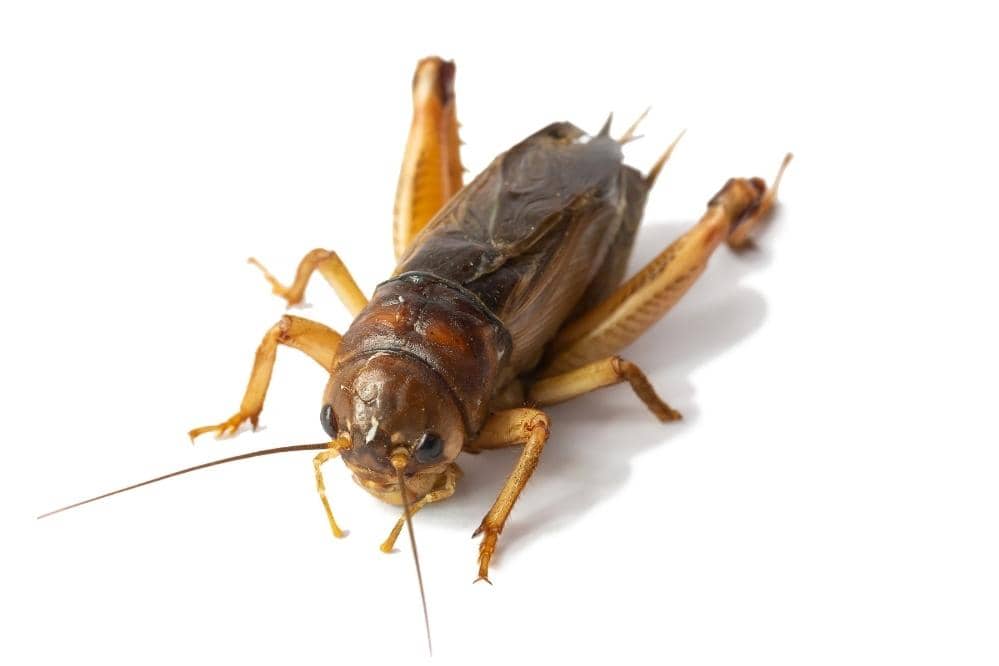 brown cricket