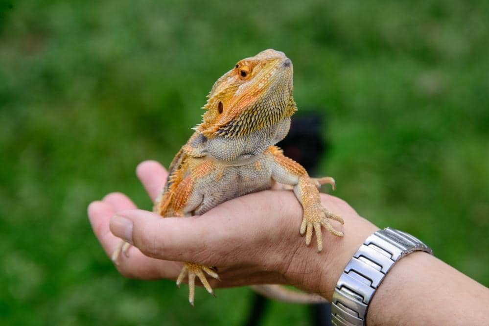 holding bearded dragon