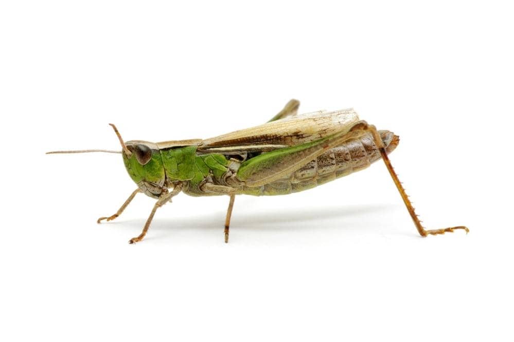 locust