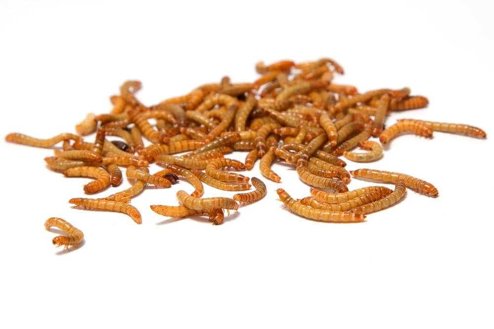 mealworms