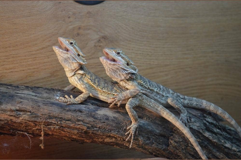 two bearded dragons