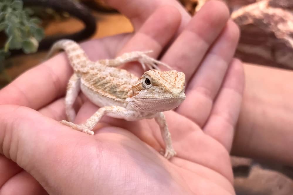 baby beardie