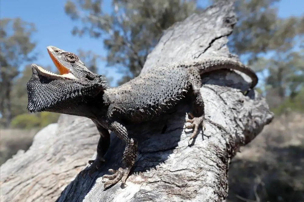 Why Does Bearded Dragon Beard Turns Black? Smartly Pet