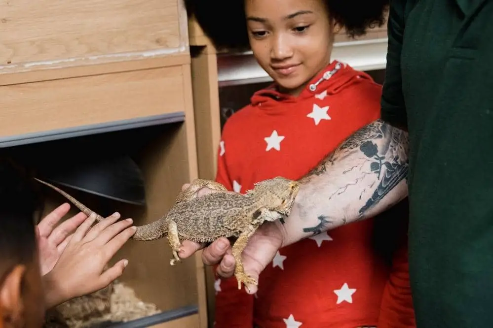 bearded dragon and children